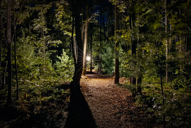 The woodland path, softly lit at night