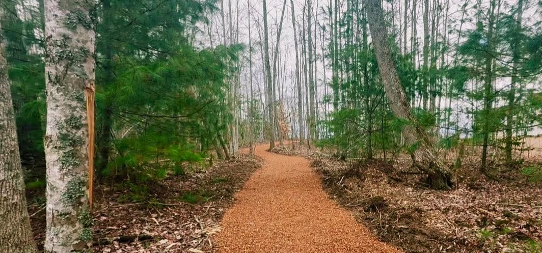 A winding woodland trail through towering trees